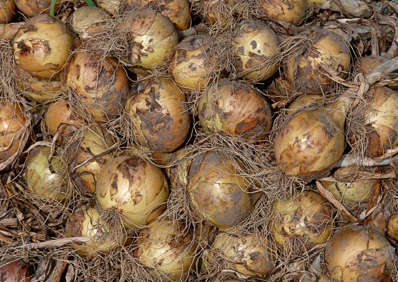 无人,农田,横图,俯视,室外,特写,白天,庄稼,农作物,蔬菜,洋葱,一堆,许多,堆叠,堆积,新鲜,食品,食物,有机食品,绿色食品,堆,玉葱,荷兰葱,圆葱,洋葱头,球葱,葱头,彩图,高角度拍摄,耕地,庄稼田,黄洋葱