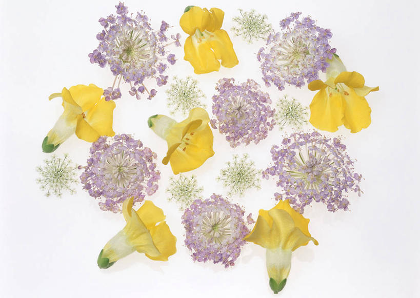 无人,横图,俯视,室内,特写,白天,白色背景,智慧,许多,盛开,蕾丝花,龙头花,很多,花蕾,花,花瓣,花朵,鲜花,黄色,紫色,花苞,花蕊,清纯,摄影,影棚,金鱼草,吉祥,善良,白雪花,吉利,理性,祥瑞,好运,彩图,高角度拍摄,影棚拍摄,拍摄,白缎带花,雪珠花