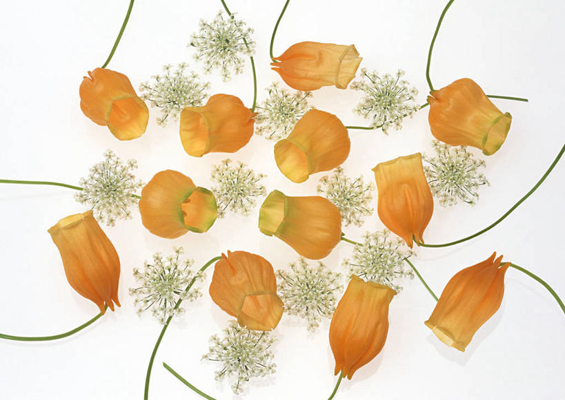 无人,横图,俯视,室内,特写,白天,白色背景,幸福,百合花,盛开,辉煌,花蕾,花,花瓣,花朵,鲜花,花苞,花蕊,温暖,橙色,摄影,活泼,影棚,华丽,暖色,温情,强瞿,炽热,响亮,跃动,宫灯百合,甜蜜,百合蒜,倒仙,番韭,山丹,彩图,高角度拍摄,影棚拍摄,愉快,拍摄,灯笼百合,宫灯花,圣诞百合