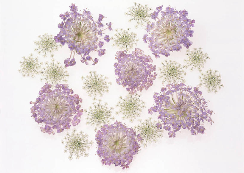 无人,横图,俯视,室内,特写,白天,白色背景,智慧,许多,盛开,蕾丝花,很多,花蕾,花,花瓣,花朵,鲜花,紫色,花苞,花蕊,摄影,影棚,白雪花,理性,彩图,高角度拍摄,影棚拍摄,拍摄,白缎带花,雪珠花