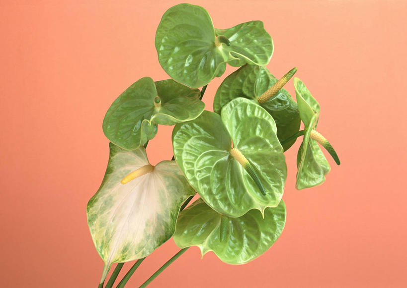 无人,横图,室内,特写,白天,正面,热情,橙色背景,新鲜,盛开,火鹤花,安祖花,花蕾,花,花瓣,花朵,鲜花,绿色,花苞,花蕊,摄影,影棚,青春,红掌,花烛,生命,和平,安详,红鹤芋,猪尾花,烛台花,蜡烛花,大展宏图,热血,冷色,彩图,影棚拍摄,拍摄