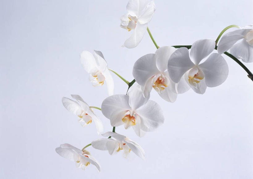 无人,横图,室内,特写,白天,白色背景,正面,幸福,纯洁,蝴蝶兰,盛开,美丽,花蕾,花,花瓣,花朵,鲜花,白色,花苞,花蕊,摄影,影棚,初恋,蝶兰,兰中皇后,彩图,影棚拍摄,拍摄