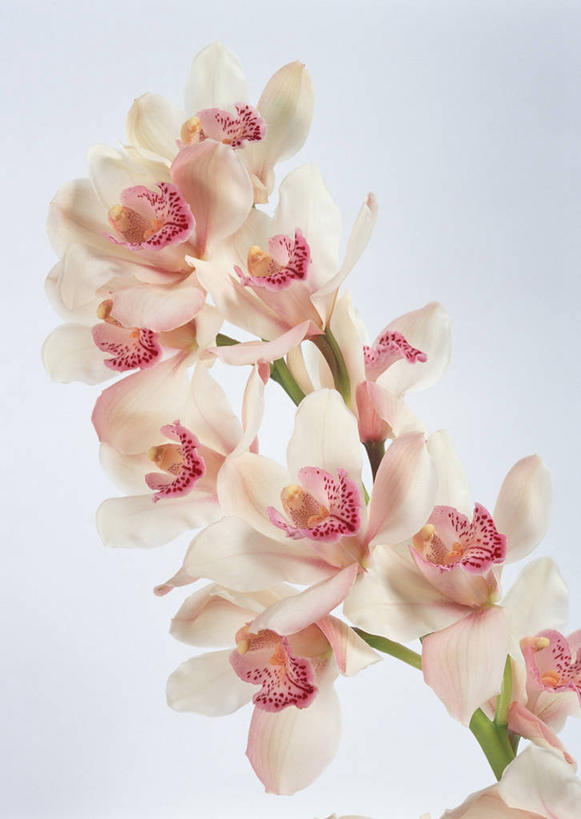 无人,竖图,室内,特写,白天,白色背景,正面,盛开,花蕾,花,花瓣,花朵,鲜花,粉色,花苞,花蕊,摄影,影棚,高雅,蕙兰,淡泊,花中君子,兰花,彩图,影棚拍摄,拍摄