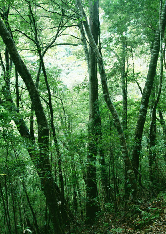 无人,竖图,室外,白天,正面,旅游,度假,美景,森林,树林,植物,日本,亚洲,阴影,光线,影子,景观,娱乐,树,树木,绿色,阳光,自然,享受,休闲,景色,放松,生长,成长,自然风光,东亚,日本国,九州本岛,九州,九州岛,九州地方,宫崎,宫崎县,彩图