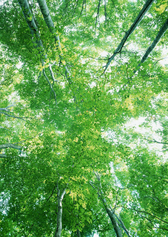 无人,竖图,室外,白天,仰视,旅游,度假,美景,森林,树林,植物,雾,日本,亚洲,阴影,朦胧,模糊,光线,影子,景观,娱乐,树,树木,绿色,阳光,自然,享受,休闲,景色,放松,生长,成长,迷雾,自然风光,东亚,山毛榉,本州,本州岛,日本国,东北地方,福岛,福岛县,麻栎金刚,山毛榉树,大雾,彩图,低角度拍摄,北盐原村,耶麻郡