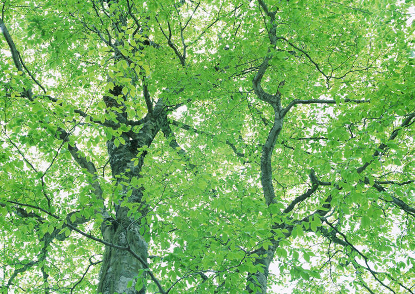 无人,横图,室外,白天,仰视,旅游,度假,美景,森林,树林,植物,日本,亚洲,景观,娱乐,树,树木,绿色,自然,享受,休闲,景色,放松,生长,成长,自然风光,东亚,本州,关东地方,本州岛,日本国,群马,群马县,彩图,低角度拍摄