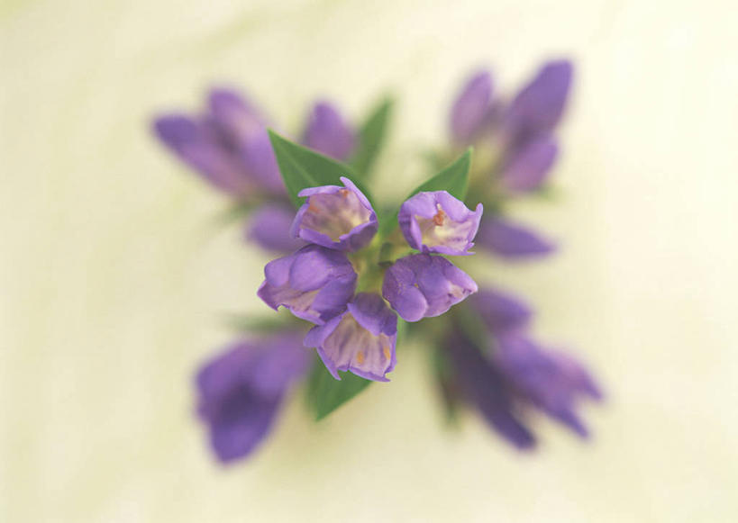 无人,横图,俯视,室内,特写,白天,智慧,朦胧,模糊,艺术,装饰,盛开,花蕾,文化,花,花瓣,花朵,鲜花,紫色,插花,花苞,花蕊,摄影,影棚,华丽,修饰,插花艺术,龙胆,点缀,创造,龙胆花,创作,想象,衬托,美观,雅致,雅观,彩图,高角度拍摄,影棚拍摄,拍摄,地胆头,苦地胆,三花龙胆