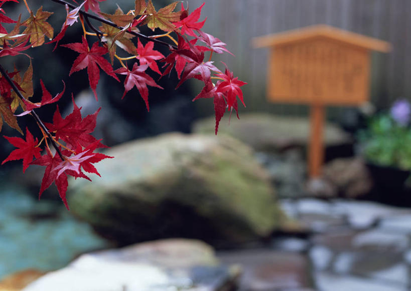 无人,横图,室外,特写,白天,正面,石头,美景,温泉,雾,叶子,沸腾,朦胧,模糊,蒸汽,石子,池塘,景观,水池,枫叶,枯叶,落叶,水蒸气,雾气,黄色,红色,自然,温暖,景色,泉水,温和,枫树叶,气体,自然风光,蒸发,地热,叶,叶片,石块,岩石,彩图,葡萄槭,藤枫,藤槭