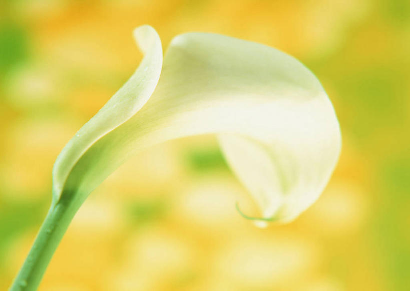 无人,横图,室内,特写,白天,正面,纯洁,马蹄莲,黄色背景,朦胧,模糊,盛开,花蕾,花,花瓣,花朵,鲜花,虔诚,一朵,白色,花苞,花蕊,摄影,影棚,希望,优雅,高贵,纯净,马蹄兰,博爱,永恒,尊贵,高洁,慈菇花,圣洁,水芋,水芋马,彩图,影棚拍摄,拍摄