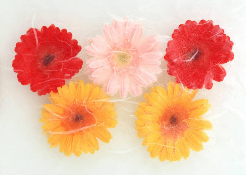 无人,横图,俯视,室内,特写,白天,白色背景,五朵,阴影,盛开,反射,影子,非洲菊,花蕾,花,花瓣,花朵,鲜花,粉色,黄色,红色,花苞,花蕊,菊花,摄影,影棚,扶郎花,灯盏花,千日菊,彩图,高角度拍摄,影棚拍摄,拍摄