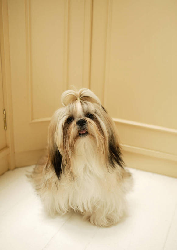 无人,站,竖图,室内,白天,正面,宠物,狗,阴影,反射,影子,墙,注视,北京犬,狮子狗,墙壁,墙面,一只,白色,动物,观察,看,站着,可爱,观看,察看,关注,忠诚,北京宫廷犬,京巴,犬,站立,彩图,全身