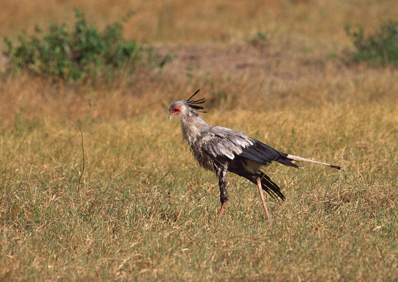 无人,站,横图,室外,白天,侧面,旅游,度假,美景,植物,鸟,野生动物,非洲,肯尼亚,枯萎,鸟类,景观,枯草,注视,娱乐,草,一只,黄色,自然,动物,观察,看,站着,享受,休闲,景色,放松,观看,察看,国家公园,关注,自然风光,凶猛,阿非利加洲,鹭鹰,秘书鸟,蛇鹫,肯尼亚共和国,马赛马拉国家公园,残暴,凶残,站立,彩图,全身
