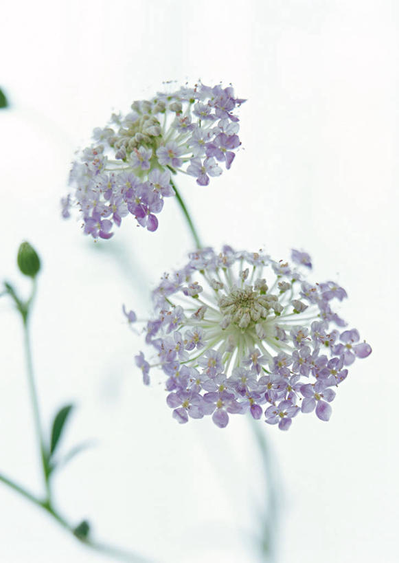 无人,竖图,室内,特写,白天,白色背景,正面,智慧,朦胧,模糊,蕾丝花,两朵,摄影,影棚,白雪花,理性,彩图,影棚拍摄,拍摄,白缎带花,雪珠花