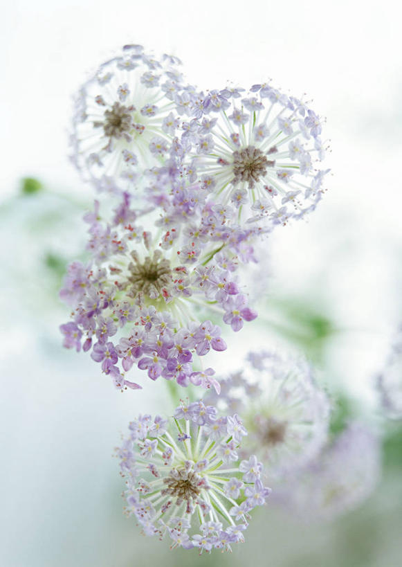 无人,竖图,室内,特写,白天,正面,智慧,许多,阴影,朦胧,模糊,盛开,反射,蕾丝花,影子,花蕾,花,花瓣,花朵,鲜花,花苞,花蕊,白雪花,理性,彩图,白缎带花,雪珠花