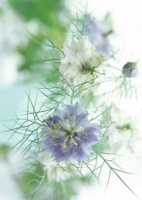 无人,竖图,室内,特写,白天,白色背景,正面,叶子,阴影,朦胧,模糊,盛开,反射,影子,黑种草,绿叶,花蕾,花,花瓣,花朵,鲜花,两朵,紫色,花苞,花蕊,嫩叶,摄影,影棚,黑子草,思念,叶,叶片,彩图,影棚拍摄,拍摄