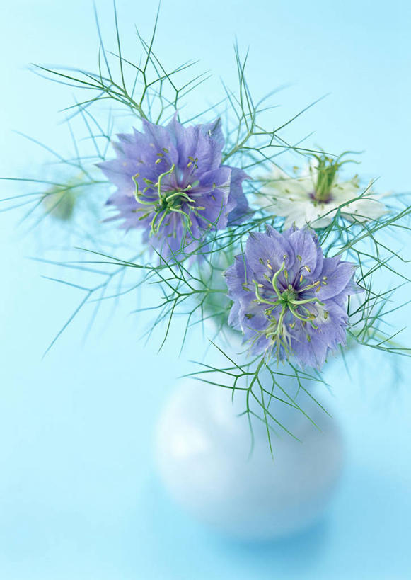 无人,竖图,俯视,室内,特写,白天,花瓶,阴影,蓝色背景,朦胧,模糊,盛开,反射,影子,陶瓷,黑种草,陶瓷制品,花蕾,花,花瓣,花朵,鲜花,两朵,紫色,白色,瓶子,花苞,花蕊,摄影,影棚,黑子草,思念,彩图,高角度拍摄,影棚拍摄,拍摄