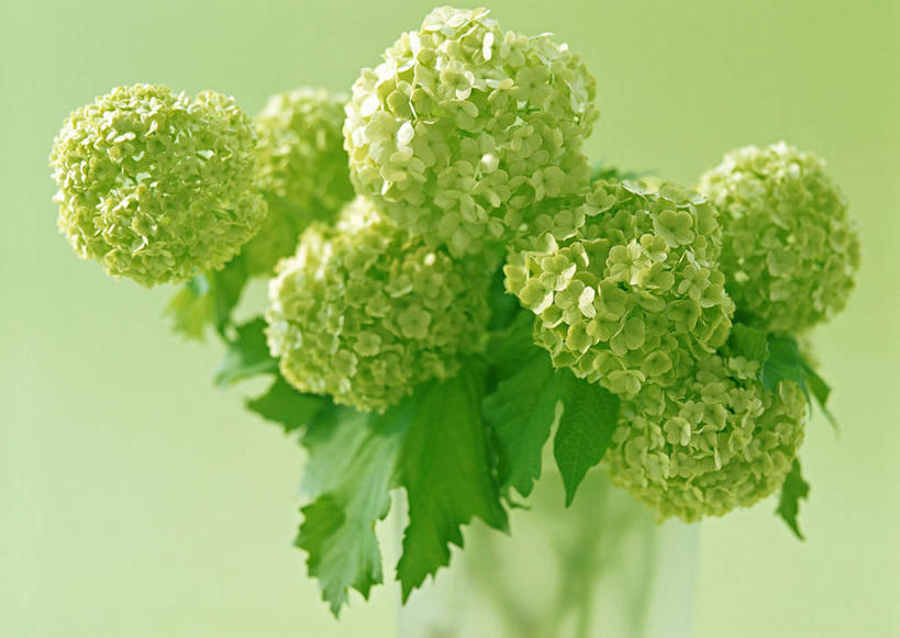 无人,横图,室内,特写,白天,正面,花瓶,绿色背景,阴影,朦胧,模糊,新鲜,盛开,反射,影子,花蕾,玻璃制品,花,花瓣,花朵,鲜花,绿色,玻璃瓶,瓶子,花苞,花蕊,摄影,影棚,青春,生命,和平,安详,冷色,荚蒾,彩图,影棚拍摄,拍摄,红荚蒾,荚迷花,玛瑙果,五福花