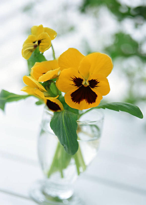无人,竖图,室内,特写,白天,正面,快乐,水,花瓶,叶子,四朵,阴影,朦胧,模糊,装饰,盛开,反射,液体,影子,水滴,三色堇,绿叶,花蕾,玻璃制品,花,花瓣,花朵,鲜花,黄色,玻璃瓶,瓶子,蝴蝶花,花苞,花蕊,嫩叶,沉思,华丽,修饰,点缀,衬托,美观,雅致,雅观,三色堇菜,人面花,猫脸花,阳蝶花,鬼脸花,猫儿脸,思念,叶,叶片,彩图