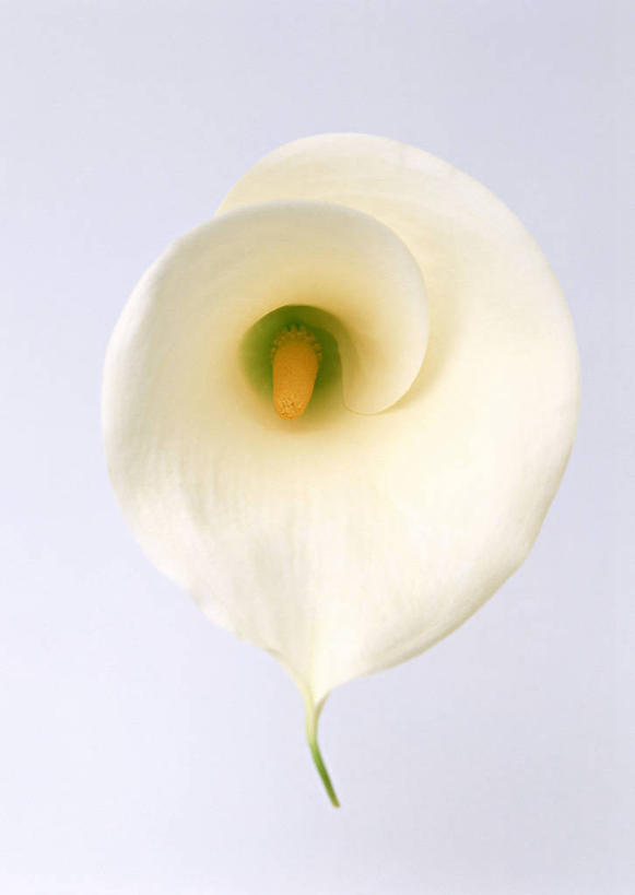 无人,竖图,室内,特写,白天,白色背景,正面,纯洁,马蹄莲,盛开,花蕾,花,花瓣,花朵,鲜花,虔诚,一朵,白色,花苞,花蕊,摄影,影棚,希望,优雅,高贵,纯净,马蹄兰,博爱,永恒,尊贵,高洁,慈菇花,圣洁,水芋,水芋马,彩图,影棚拍摄,拍摄