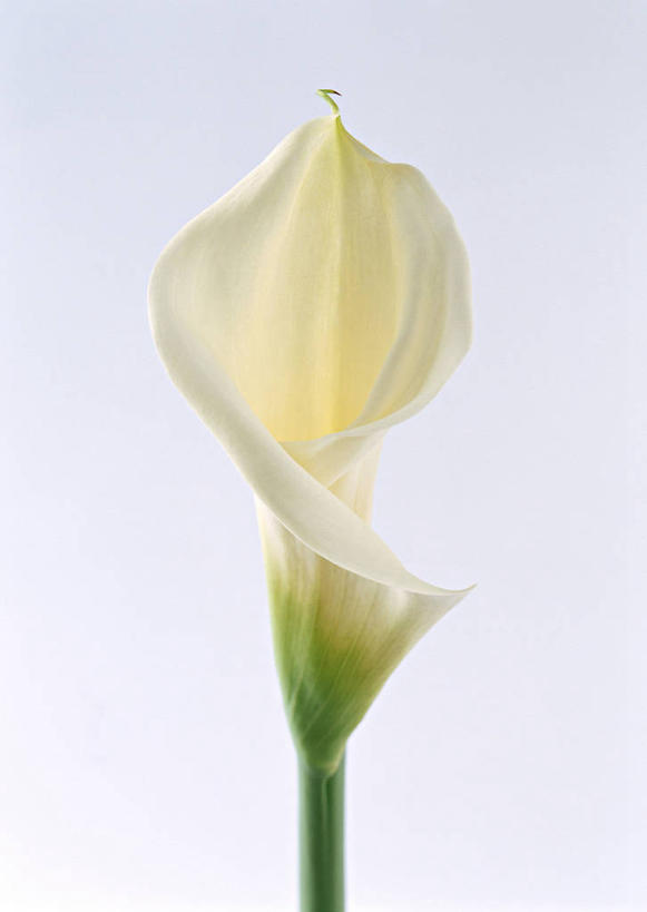 无人,竖图,室内,特写,白天,白色背景,正面,纯洁,马蹄莲,盛开,花蕾,花,花瓣,花朵,鲜花,虔诚,一朵,白色,花苞,花蕊,摄影,影棚,希望,优雅,高贵,纯净,马蹄兰,博爱,永恒,尊贵,高洁,慈菇花,圣洁,水芋,水芋马,彩图,影棚拍摄,拍摄