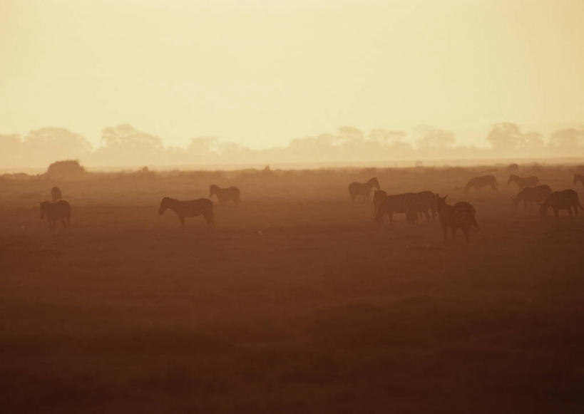 无人,公园,走,横图,室外,白天,侧面,旅游,度假,草地,草坪,美景,日落,树林,植物,斑马,马,野生动物,非洲,肯尼亚,许多,阴影,光线,影子,景观,晚霞,霞光,落日,很多,背光,注视,娱乐,草,树,树木,绿色,阳光,自然,黄昏,动物,观察,看,享受,休闲,景色,彩霞,放松,可爱,牲畜,活泼,生长,成长,观看,察看,国家公园,关注,自然风光,逆光,阿非利加洲,肯尼亚共和国,夕照,安波塞利国家公园,裂谷省,夕阳,步行,散步,走路,彩图,全身,格兰特氏斑马,斜阳