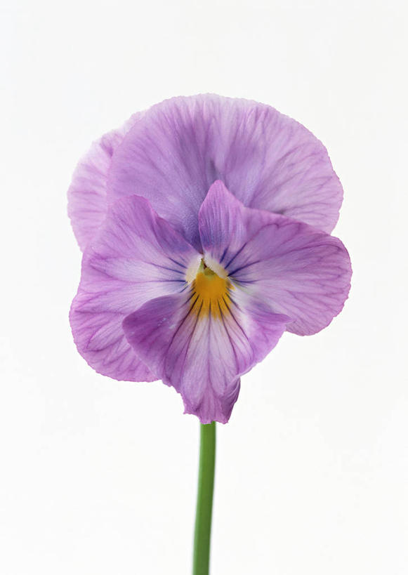 无人,竖图,室内,特写,白天,白色背景,正面,盛开,三色堇,花蕾,花,花瓣,花朵,鲜花,紫色,蝴蝶花,花苞,花蕊,摄影,影棚,一支,三色堇菜,人面花,猫脸花,阳蝶花,鬼脸花,猫儿脸,彩图,影棚拍摄,拍摄