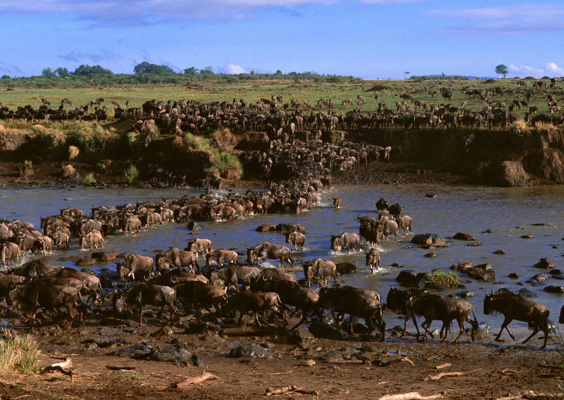 无人,横图,室外,白天,正面,旅游,度假,草地,草坪,河流,美景,树林,水,植物,哺乳动物,野生动物,羊,非洲,肯尼亚,许多,奔驰,阴影,光线,羚羊,影子,河水,景观,水流,云,云朵,很多,云彩,注视,娱乐,草,树,树木,蓝色,绿色,白云,蓝天,天空,阳光,自然,动物,天,奔跑,观察,看,享受,休闲,景色,放松,可爱,活泼,生长,晴朗,成长,观看,察看,国家公园,关注,自然风光,角马,牛羚,阿非利加洲,羚牛,扭角羚,肯尼亚共和国,马赛马拉国家公园,晴空,半身,彩图