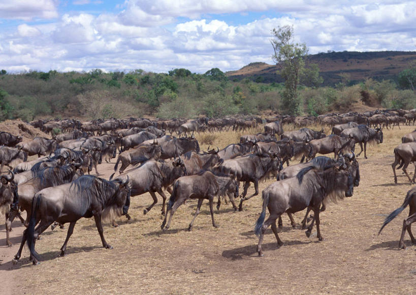 无人,走,横图,室外,白天,正面,旅游,度假,石头,美景,森林,山,山脉,树林,植物,哺乳动物,野生动物,羊,非洲,肯尼亚,许多,阴影,光线,羚羊,石子,影子,景观,山峰,云,云朵,山峦,很多,云彩,注视,娱乐,树,树木,蓝色,绿色,白云,蓝天,天空,阳光,自然,动物,群山,天,观察,看,享受,休闲,景色,放松,可爱,活泼,生长,晴朗,成长,观看,察看,国家公园,关注,自然风光,角马,沉积岩,牛羚,阿非利加洲,羚牛,扭角羚,肯尼亚共和国,马赛马拉国家公园,水成岩,石块,岩石,晴空,步行,散步,走路,半身,彩图