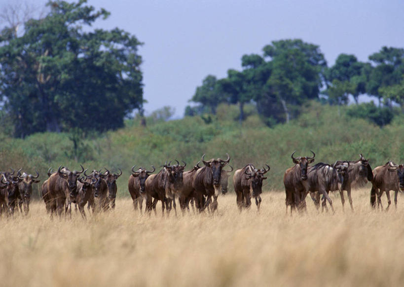 无人,走,横图,室外,白天,正面,旅游,度假,美景,森林,树林,植物,哺乳动物,野生动物,羊,非洲,肯尼亚,许多,阴影,枯萎,光线,羚羊,影子,景观,枯草,很多,注视,娱乐,草,树,树木,黄色,蓝色,绿色,蓝天,天空,阳光,自然,动物,天,观察,看,享受,休闲,景色,放松,可爱,活泼,生长,晴朗,成长,观看,察看,国家公园,关注,自然风光,角马,万里无云,牛羚,阿非利加洲,羚牛,扭角羚,肯尼亚共和国,马赛马拉国家公园,晴空,晴空万里,步行,散步,走路,半身,彩图
