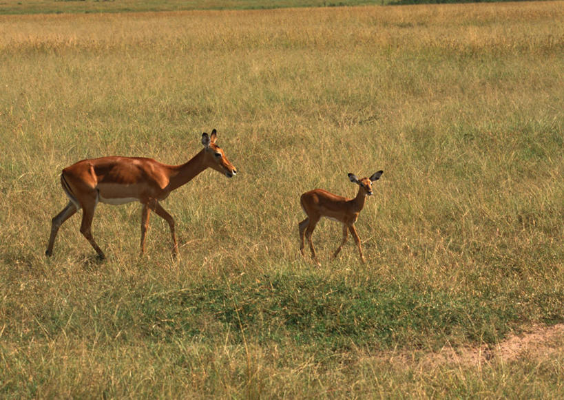 无人,公园,站,横图,室外,白天,侧面,旅游,度假,草地,草坪,美景,植物,哺乳动物,野生动物,羊,非洲,肯尼亚,阴影,光线,羚羊,影子,景观,注视,娱乐,草,绿色,阳光,自然,动物,观察,回头,看,站着,转头,两只,享受,休闲,景色,放松,可爱,活泼,观看,察看,国家公园,关注,自然风光,角马,牛羚,阿非利加洲,羚牛,扭角羚,肯尼亚共和国,安波塞利国家公园,裂谷省,站立,彩图,全身
