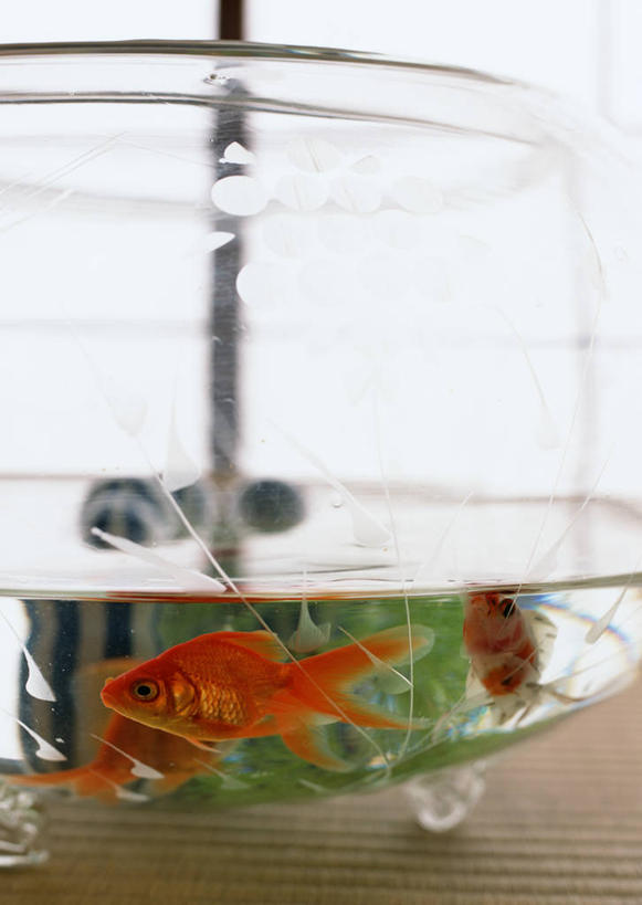 游泳,无人,竖图,室内,特写,白天,侧面,植物,玻璃,一条,朦胧,模糊,金鱼,鱼,水草,鱼缸,塌塌米,榻榻米,鱼类,玻璃制品,自然,把手,门把手,生长,成长,门把,观赏鱼,金鲫鱼,泅水,拍浮,叠席,拉手,彩图,全身