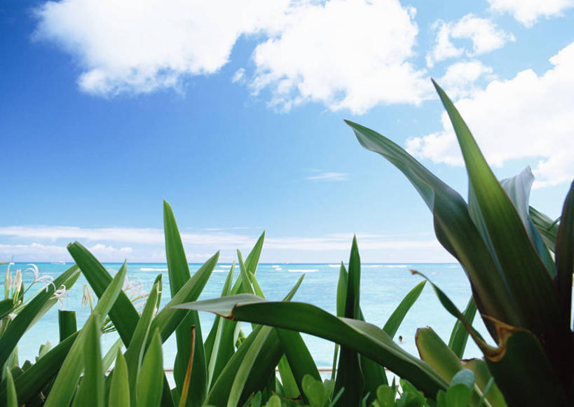 无人,横图,室外,白天,仰视,旅游,度假,草地,草坪,岛屿,美景,植物,城市,夏威夷,美国,阴影,光线,影子,景观,云,云朵,云彩,娱乐,草,蓝色,绿色,白云,蓝天,天空,阳光,自然,天,享受,休闲,景色,放松,晴朗,北美,北美洲,自然风光,美洲,瓦胡岛,欧胡岛,火奴鲁鲁,首府,欧湖岛,夏威夷州,爱洛哈之州,北亚美利加洲,亚美利加洲,聚集之岛,檀香山市,列岛,群岛,诸岛,晴空,彩图,低角度拍摄,檀香山,威基基海滩