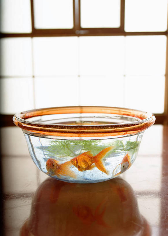 游泳,无人,竖图,室内,白天,侧面,植物,窗户,地板,落地窗,玻璃,朦胧,模糊,金鱼,鱼,水草,鱼缸,地面,鱼类,木地板,玻璃窗,玻璃制品,一个,自然,三条,生长,单个,成长,观赏鱼,金鲫鱼,泅水,拍浮,彩图,全身