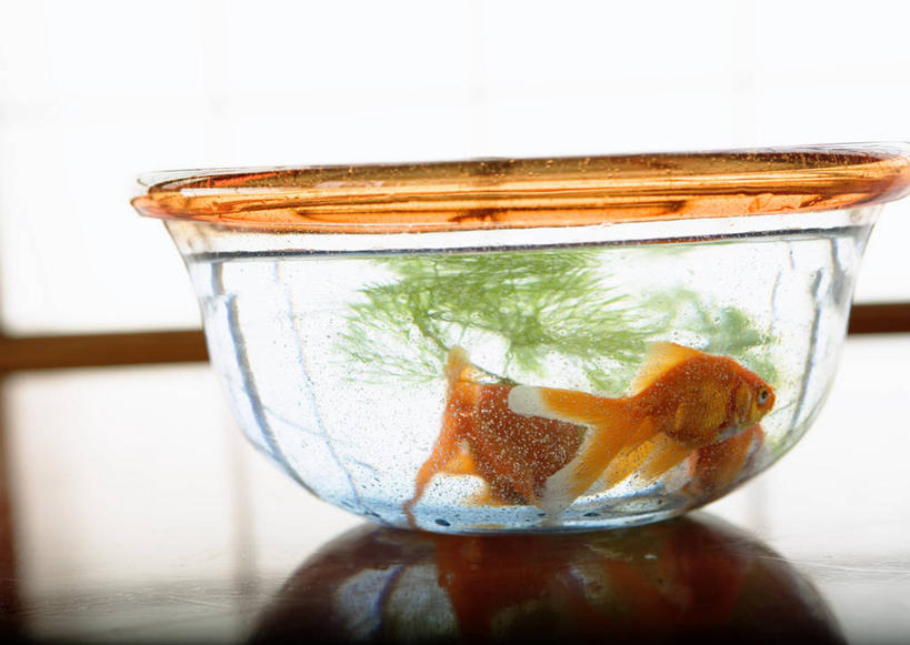 游泳,无人,横图,室内,特写,白天,侧面,植物,窗户,地板,落地窗,玻璃,朦胧,模糊,金鱼,鱼,水草,鱼缸,地面,鱼类,木地板,玻璃窗,玻璃制品,一个,自然,三条,生长,单个,成长,观赏鱼,金鲫鱼,泅水,拍浮,彩图,全身