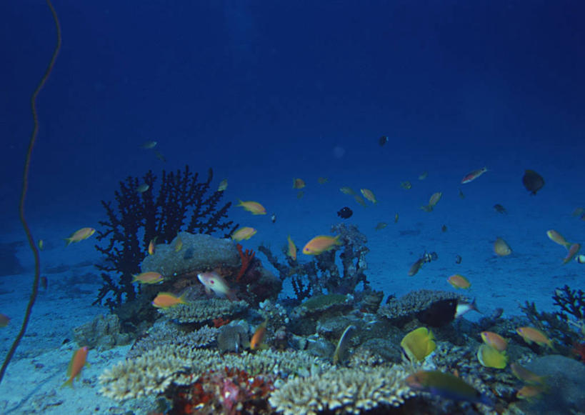 游泳,无人,横图,室外,白天,正面,旅游,度假,海底,水下,海浪,海洋,美景,日本,亚洲,一群,许多,鱼,珊瑚,景观,浪花,水底,很多,娱乐,冲绳,珊瑚礁,鱼类,海洋生物,自然,海水,享受,休闲,景色,放松,海底世界,冲绳县,自然风光,水生动物,水生物,海景,东亚,海底动物,海底礁,琉球群岛,日本国,九州地方,泅水,八重山群岛,拍浮,西表岛,大海,风浪,海,海床,海水的波动,礁,近岸浪,岩石,涌浪,彩图,全身