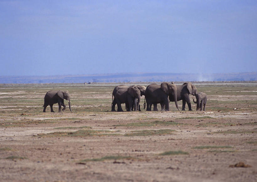 无人,公园,走,横图,室外,白天,侧面,旅游,度假,草地,草坪,美景,植物,哺乳动物,大象,野生动物,非洲,肯尼亚,许多,阴影,光线,影子,地平线,景观,云,云朵,辽阔,非洲象,地面,很多,云彩,注视,娱乐,草,蓝色,绿色,白云,蓝天,天空,阳光,自然,动物,天,观察,看,享受,休闲,广阔,景色,放松,晴朗,观看,一望无际,察看,国家公园,关注,自然风光,延伸,天地相交,阿非利加洲,肯尼亚共和国,无边无际,一马平川,安波塞利国家公园,裂谷省,晴空,象,步行,散步,走路,彩图,全身