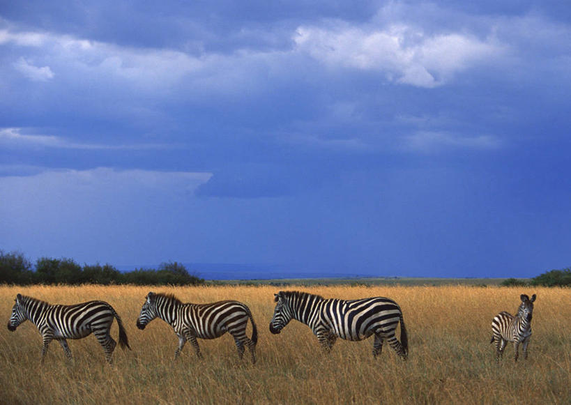 无人,站,走,横图,室外,白天,侧面,旅游,度假,森林,树林,植物,斑马,马,野生动物,非洲,肯尼亚,四只,阴影,枯萎,光线,影子,景观,云,云朵,枯草,云彩,注视,娱乐,草,树,树木,黄色,蓝色,绿色,白云,蓝天,天空,阳光,自然,动物,天,观察,看,站着,享受,休闲,景色,放松,可爱,牲畜,活泼,生长,晴朗,成长,观看,察看,国家公园,关注,自然风光,阿非利加洲,肯尼亚共和国,马赛马拉国家公园,晴空,步行,散步,站立,走路,彩图,全身,格兰特氏斑马