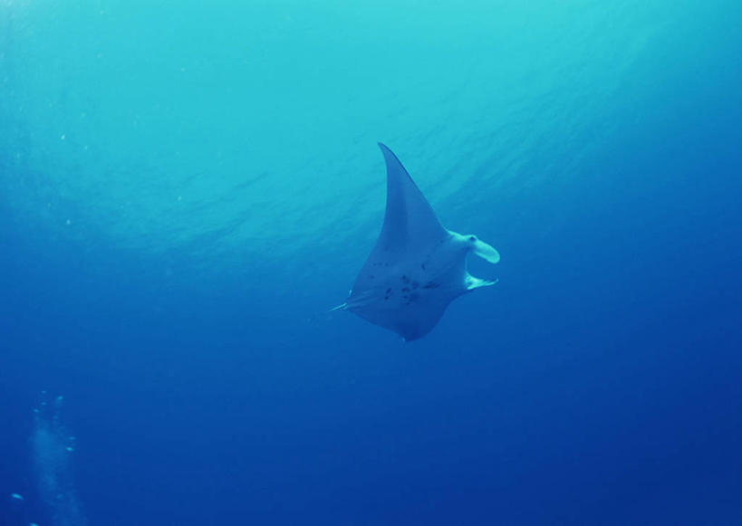 游泳,海鲜,无人,横图,室外,白天,仰视,旅游,度假,海底,水下,海浪,海洋,美景,夏威夷,美国,一条,鱼,景观,浪花,水底,娱乐,水产,鱼类,海洋生物,自然,海水,享受,休闲,景色,放松,海底世界,鳐鱼,北美,北美洲,自然风光,水生动物,海产品,美洲,水生物,海景,海底动物,魟鱼,魔鬼鱼,蝠鲼,夏威夷州,爱洛哈之州,北亚美利加洲,亚美利加洲,泅水,拍浮,大海,风浪,海,海床,海水的波动,近岸浪,涌浪,彩图,低角度拍摄,全身