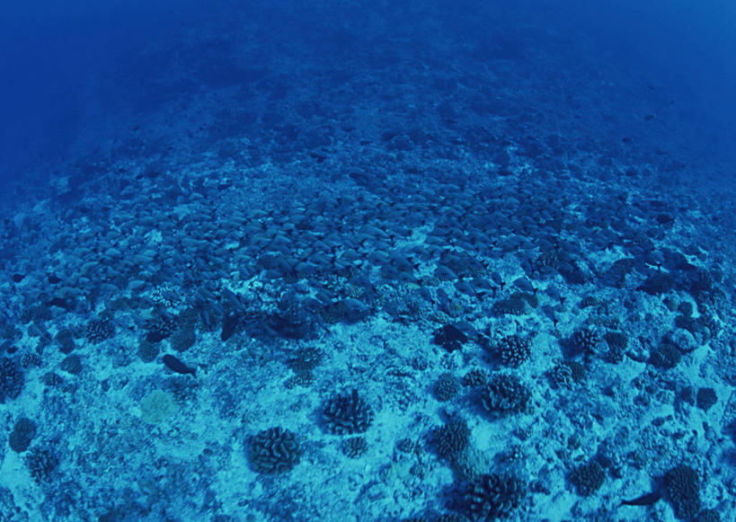 无人,横图,室外,白天,正面,旅游,度假,海底,水下,海浪,海洋,美景,珊瑚,景观,浪花,水底,娱乐,珊瑚礁,海洋生物,无脊椎动物,自然,海水,享受,休闲,景色,放松,海底世界,腔肠动物,自然风光,大洋洲,海景,法属波利尼西亚,社会群岛,向风群岛,海底礁,法属玻利尼西亚,珊瑚虫,大海,风浪,海,海床,海水的波动,礁,近岸浪,岩石,涌浪,彩图