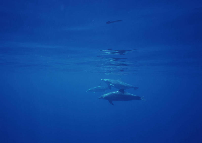 游泳,无人,横图,室外,白天,侧面,旅游,度假,海底,水下,海浪,海洋,美景,哺乳动物,鲸鱼,东京,日本,亚洲,三只,景观,浪花,水底,注视,娱乐,海洋生物,自然,海水,动物,观察,看,享受,休闲,景色,放松,可爱,海底世界,活泼,鲸,观看,察看,关注,自然风光,水生动物,水生物,海景,东亚,海底动物,本州,关东地方,本州岛,日本国,东京都,泅水,鲸类,白暨豚,白鳍,白鳍豚,小笠原群岛,拍浮,小笠原村,小笠原支厅,大海,风浪,海,海床,海水的波动,近岸浪,涌浪,彩图,全身