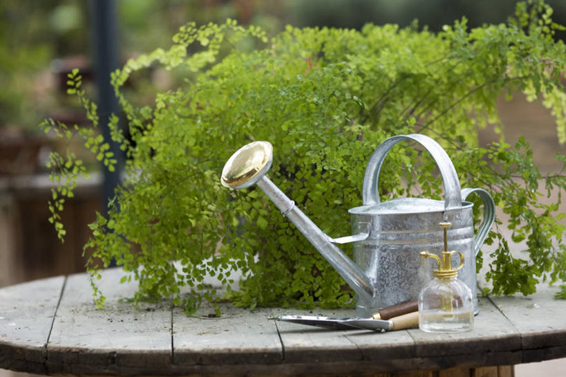 无人,横图,室外,特写,白天,正面,植物,桌面,桌子,叶子,阴影,朦胧,模糊,光线,木制,壶,盆栽,影子,绿叶,盆景,洒水壶,水壶,一个,绿色,阳光,自然,木制品,瓶子,塑料制品,嫩叶,塑料瓶,生长,单个,成长,喷雾瓶,浇水壶,叶,叶片,彩图,喷瓶