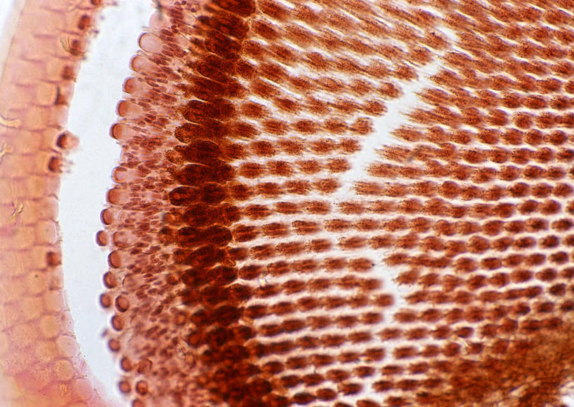 无人,横图,俯视,室内,特写,白天,仪器,微生物,许多,检查,反射,分析,科学,医学,圆形,昆虫,细胞,显微镜,褐色,很多,白色,动物,观察,清晰,探索,放大,观看,仔细,透镜,生物学,凸透镜,聚焦,关注,蝗虫,光学,害虫,清楚,显微图片,彩图,高角度拍摄