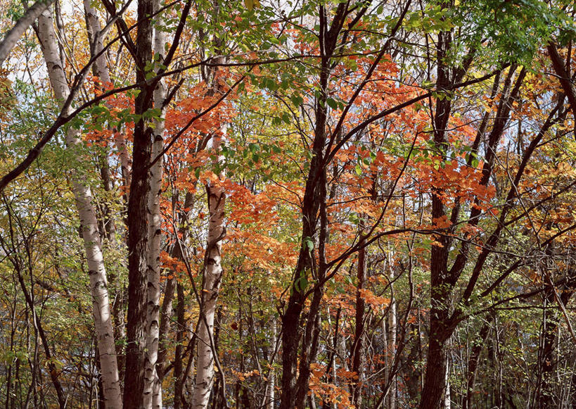 无人,横图,室外,白天,正面,旅游,度假,美景,森林,树林,植物,北海道,日本,亚洲,景观,枝条,娱乐,树,树木,树枝,绿色,自然,享受,休闲,景色,放松,生长,成长,自然风光,东亚,札幌,日本国,北海道地方,北海道岛,县厅,虬枝,枝杈,彩图,札幌市