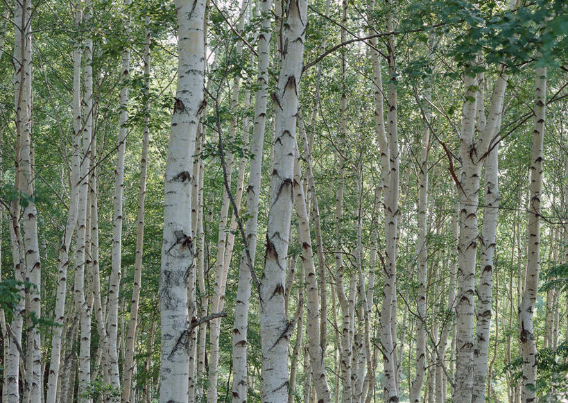 无人,横图,室外,白天,正面,旅游,度假,美景,树林,植物,北海道,日本,亚洲,景观,娱乐,树,树木,绿色,自然,享受,休闲,景色,放松,白桦,生长,成长,自然风光,东亚,札幌,日本国,北海道地方,北海道岛,县厅,桦树,桦皮树,桦木,彩图,札幌市