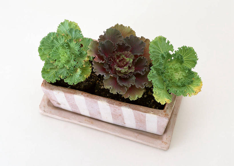 无人,横图,俯视,室内,特写,白天,白色背景,蔬菜,椰菜,卷心菜,新鲜,食品,食物,三个,甘蓝,摄影,有机食品,绿色食品,影棚,甘蓝菜,结球甘蓝,甘兰,包心菜,彩图,高角度拍摄,影棚拍摄,拍摄