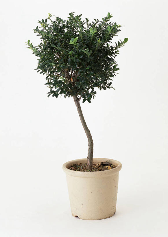 无人,竖图,室内,特写,白天,白色背景,正面,植物,盆栽,盆景,树,树木,一个,绿色,自然,摄影,黄杨树,影棚,生长,单个,成长,盆景树,盆栽树,彩图,影棚拍摄,拍摄,黄杨