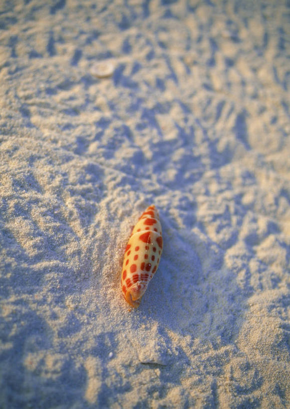 无人,竖图,俯视,室外,特写,白天,旅游,度假,美景,沙滩,马尔代夫,亚洲,阴影,光线,沙子,影子,海岸,景观,海螺,沙地,娱乐,海洋生物,一个,阳光,自然,享受,休闲,景色,放松,单个,软体动物,峨螺,自然风光,水生动物,南亚,水生物,海底动物,马尔代夫共和国,海滩,彩图,高角度拍摄,索尼娃姬莉酒店