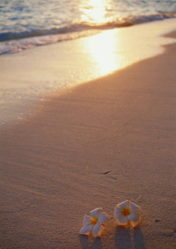 无人,竖图,俯视,室外,特写,白天,旅游,度假,海浪,海洋,美景,日落,沙滩,马尔代夫,亚洲,阴影,盛开,光线,沙子,影子,海岸,景观,浪花,晚霞,霞光,落日,沙地,花蕾,娱乐,赤素馨花,花,花瓣,花朵,鲜花,白色,阳光,自然,海水,黄昏,花苞,花蕊,享受,休闲,景色,彩霞,放松,自然风光,南亚,海景,缅栀子,蛋黄花,鸡蛋花,缅栀花,马尔代夫共和国,夕照,大季花,印度素馨,大海,风浪,海,海水的波动,海滩,近岸浪,涌浪,夕阳,彩图,高角度拍摄,索尼娃姬莉酒店,斜阳