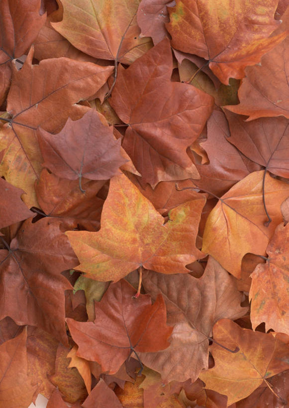 无人,竖图,俯视,室外,特写,白天,美景,秋季,叶子,干枯,景观,枫叶,枯叶,落叶,黄色,红色,自然,景色,枫树叶,干涸,凋谢,自然风光,枯槁,叶,叶片,秋,秋天,彩图,高角度拍摄