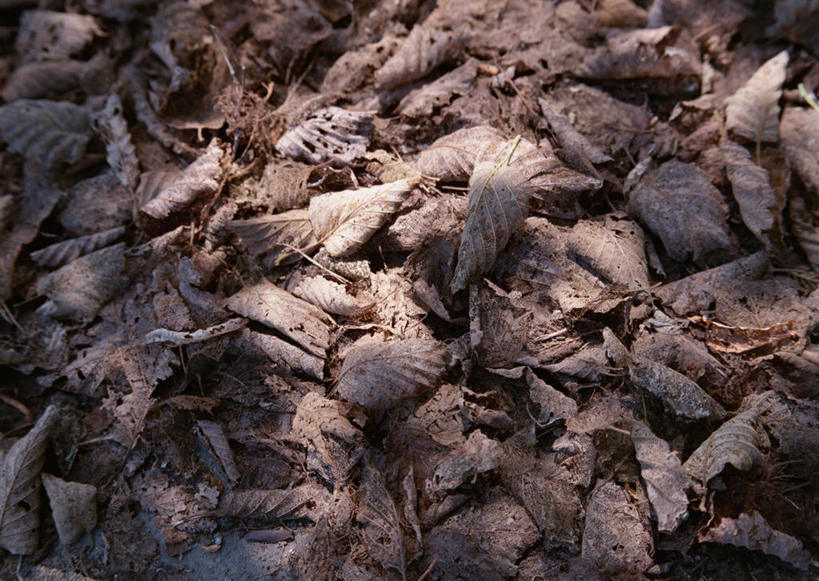 无人,横图,俯视,室外,特写,白天,美景,叶子,一堆,许多,堆叠,堆积,干枯,纹路,纹理,景观,枯叶,落叶,自然,景色,堆,干涸,自然风光,肌理,枯竭,叶,叶片,彩图,高角度拍摄